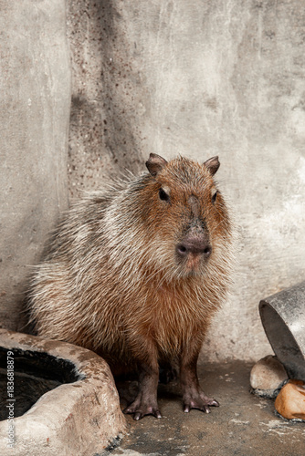 Capybara Sitting Frontally with Rough Fur in Concrete Enclosure