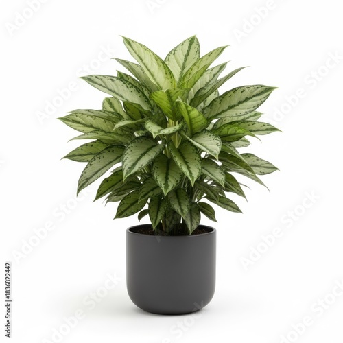 Green succulent cactus houseplant in a terracotta flowerpot for home garden decoration