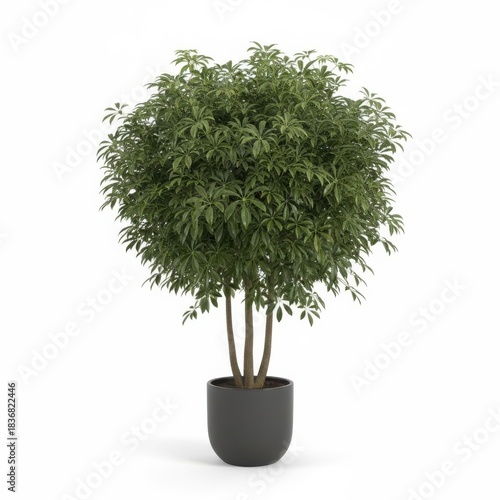 Small green myrtle bonsai tree in a pot, isolated on white background