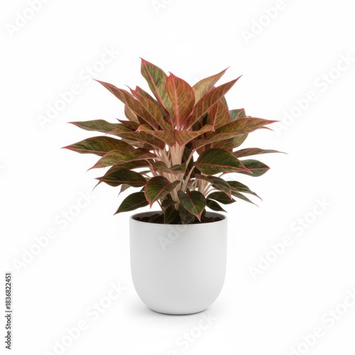 Isolated potted succulent plant, a small houseplant cactus in a green flowerpot