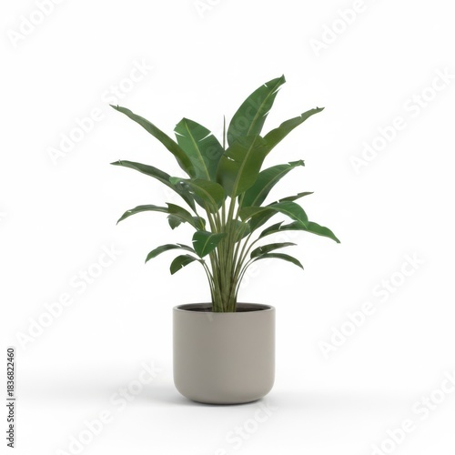 Isolated houseplant in a decorative pot with green leaves and fresh growth for home decoration
