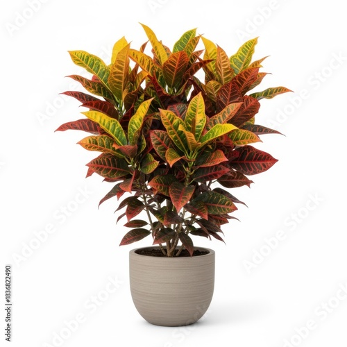 Isolated green houseplant in a white flowerpot, featuring a leafy palm tree and a succulent aloe