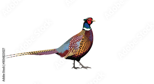 Beautifully detailed illustration of a colorful male ring-necked pheasant standing proudly, isolated on a plain white background.