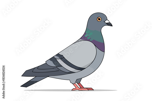 Gray Pigeon Bird Vector Illustration