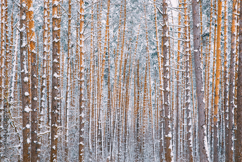 Winter Snowy Coniferous Forest During Snowy Day. Pines Trunks Background
