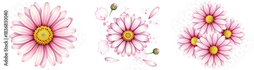 Three floral arrangements featuring pink and white daisies with yellow centers on a transparent space on transparent background