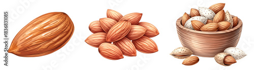 Wallpaper Mural Illustration showing single almond, pile of almonds, and almonds in a wooden bowl on a plain area on transparent background Torontodigital.ca