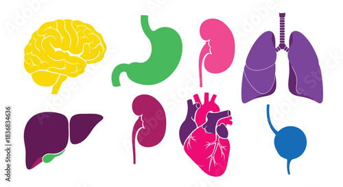 A colorful set of stylized simple icons representing major human internal organs like the brain, heart, lungs, liver, and kidneys.