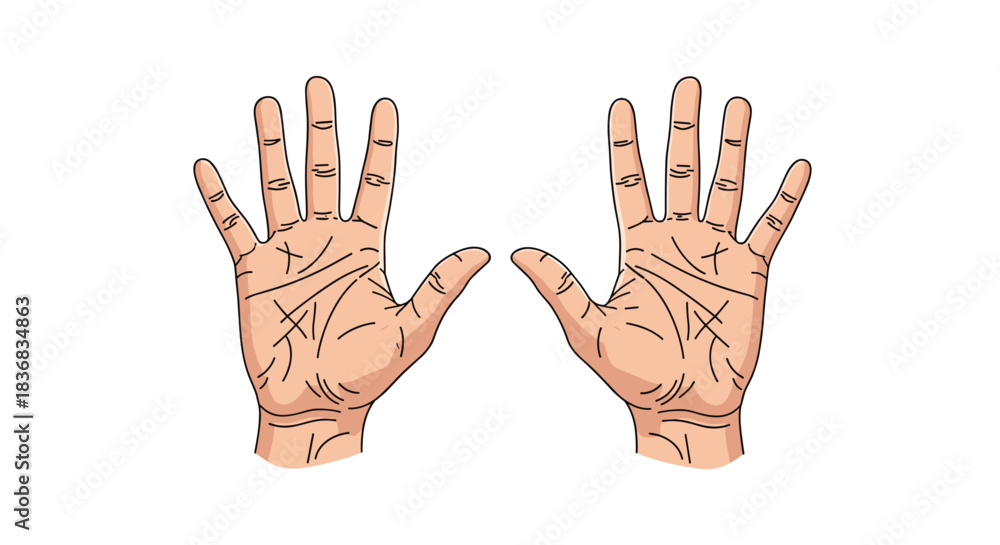 Fototapeta premium Detailed illustration of two open human palms showing the intricate lines and creases used in the practice of palmistry or chiromancy.