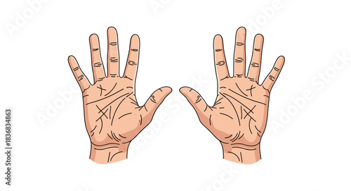 Detailed illustration of two open human palms showing the intricate lines and creases used in the practice of palmistry or chiromancy.