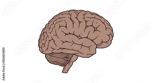 Anatomically simplified profile illustration of the human brain, showing the cerebrum and cerebellum, isolated on a clean white background.