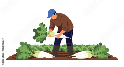Male farmer in a hat and boots working in a field, harvesting large fresh white daikon radishes from the rich brown soil.