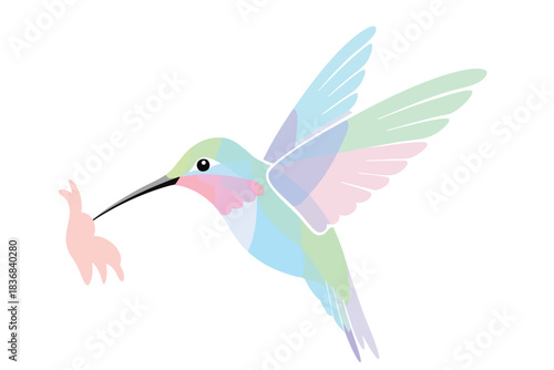 Hummingbird Feeding Young Bird on White Background