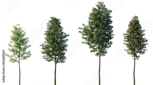 Fotografie Set of Sorbus aucuparia (commonly called rowan and mountain-ash) isolated png on