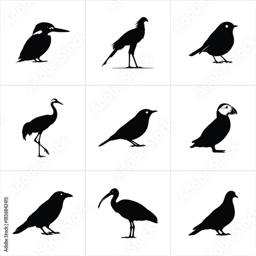 Nine different bird species in silhouette form isolated on white background