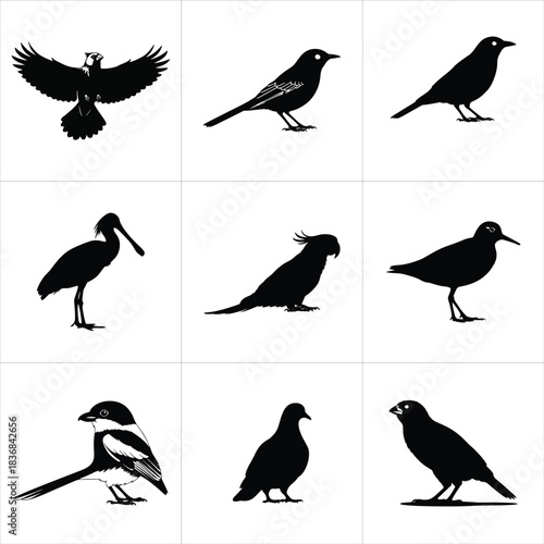 Fotografie Set of diverse bird species in silhouette form isolated on white background
