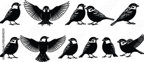 Black silhouette sparrow bird illustration set featuring flying and standing poses, detailed vector wildlife collection perfect for nature design, decoration, and branding artworks