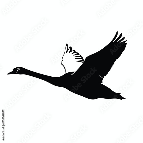 Silhouette of a Flying Bird