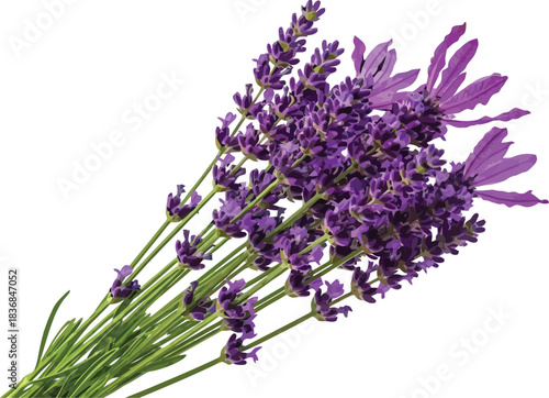 A vibrant bouquet of fresh lavender sprigs isolated on a clean white background for botanical studies and aromatherapy
