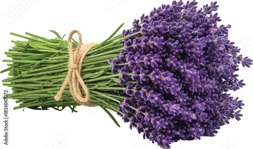 Fragrant bundles of freshly cut lavender and green chives tied together with rustic twine on white background