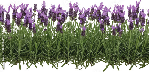 A vibrant field of blooming lavender plants with lush green foliage under a bright sunny sky nature s beauty