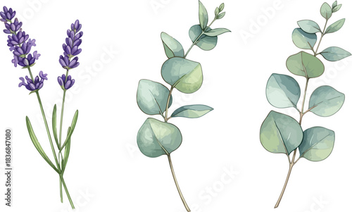 Watercolor floral arrangement featuring lavender sprigs and eucalyptus leaves on a clean white background