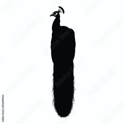 Silhouette of a Proud Peacock
