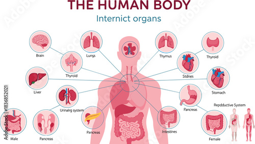 Human Body Internal Organs Infographic Diagram Showing Essential Anatomy, Including Brain, Lungs, Heart, Liver, and Reproductive Systems for Education.