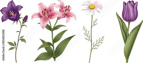 Spring Flowers Vector Illustration Set: Purple Bellflower, Pink Lily, White Daisy, and Violet Tulip Botanical Art Collection for Design Projects.