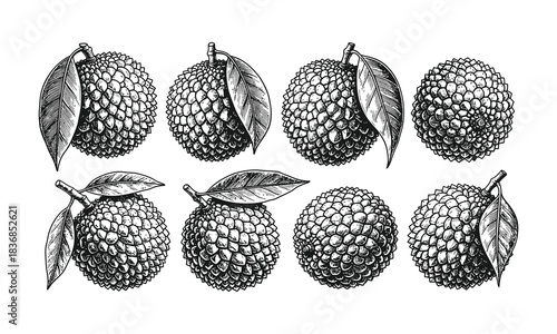 Set of lychee tropical fruits with leaves in sketch style