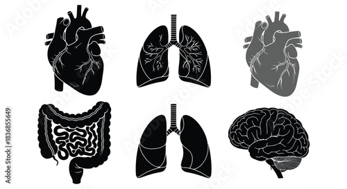 Human organ illustrations for medical education