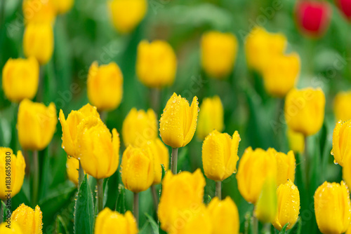 Bright Spring Tulip Garden Yellow Blooms with Dew Drops
