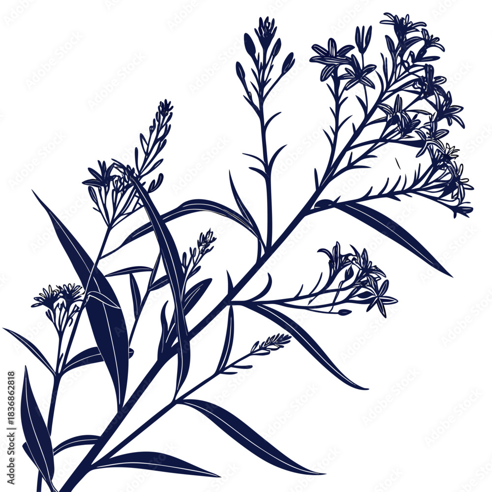 Naklejka premium blue star amsonia with leaves