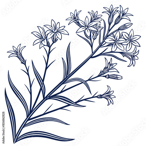 blue star amsonia vector