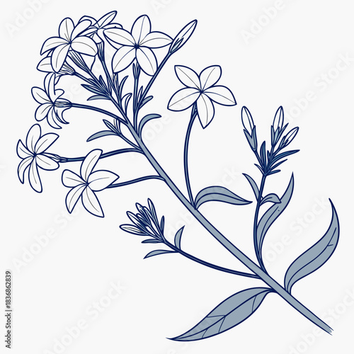 blue star amsonia with leaves