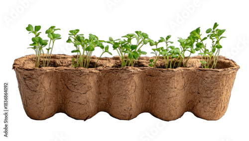 Young green seedlings sprout from a peat pot, ready for transplanting