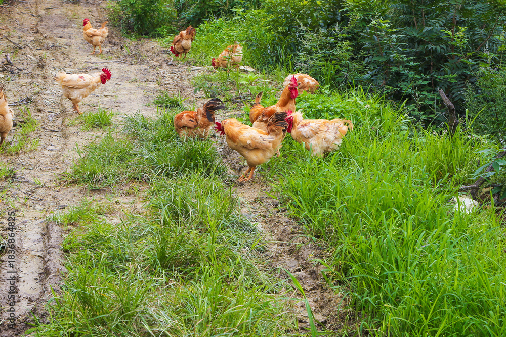 Fototapeta premium Free-Range Chickens Walking on Deserted Farm Road