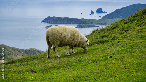 A sheep grazing on lush green hills above a stunning coastal landscape with blue sea and islands