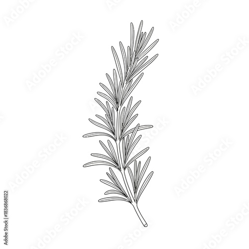 Simple line art drawing of a rosemary sprig with delicate leaves on a white background