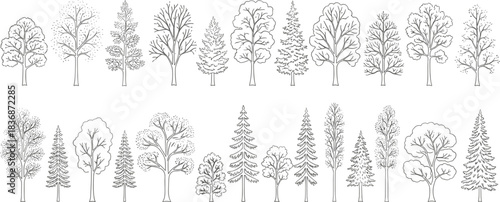 Tree illustration set, deciduous and coniferous types, seasonal foliage and branching styles, botanical reference collection, flat vector illustration