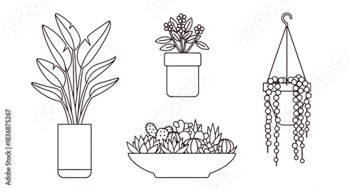 Variety of potted plants for home or office decoration