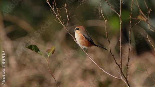 Close-up portrait movie of a Male bull-headed shrike perched on a winter branch