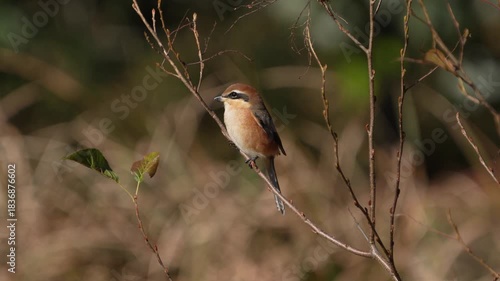 Close-up portrait movie of a Male bull-headed shrike perched on a winter branch