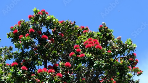 Beautiful red Pohutukawa flowers also known as New Zealand Christmas Tree against clear blue sky in summer festive season in Wellington, NZ Aotearoa
