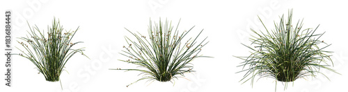 Set of Juncus effusus (common names common rush or soft rush) isolated png on a transparent background perfectly cutout high resolution