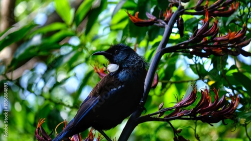 New Zealand Tui bird with white tuft perched on flax plant in forest of Welington, NZ Aotearoa
