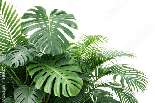 palm tree isolated on white