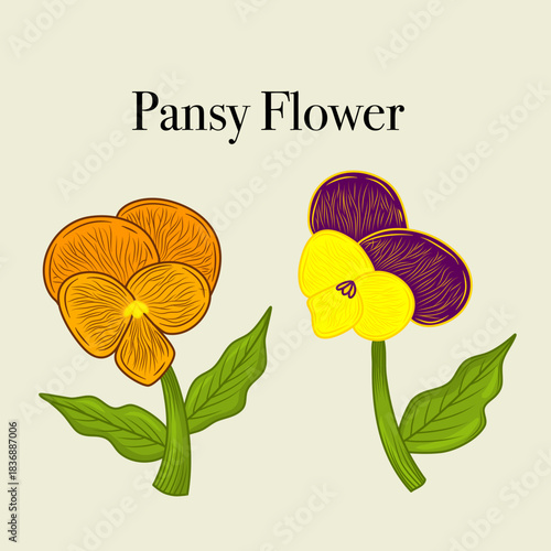 Illustration of vintage pansy flower