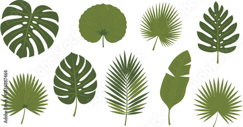 Vibrant selection of tropical palm leaf varieties ideal for energetic jungle-style artwork, branding, or creative design themes