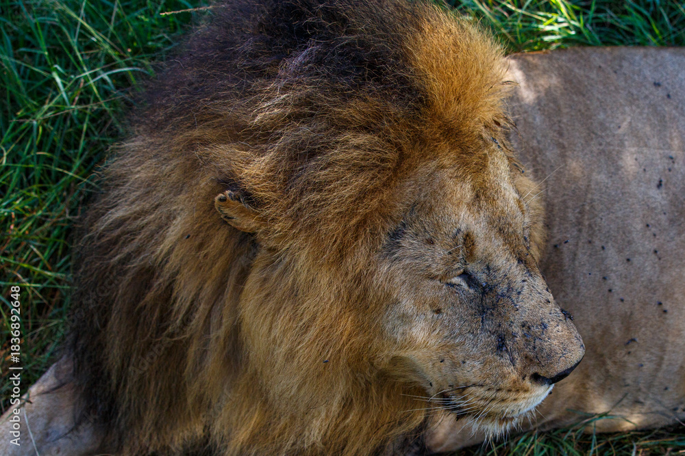 Fototapeta premium Retrato de Primer Plano de León Macho Alfa con Melena Espectacular en el Pastizal Africano de Kenia